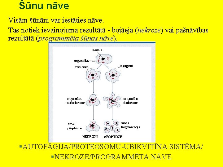 Šūnu nāve Visām šūnām var iestāties nāve. Tas notiek ievainojuma rezultātā - bojāeja (nekroze)