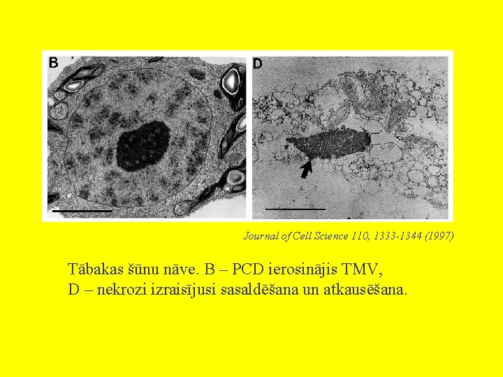 Journal of Cell Science 110, 1333 -1344 (1997) Tābakas šūnu nāve. B – PCD