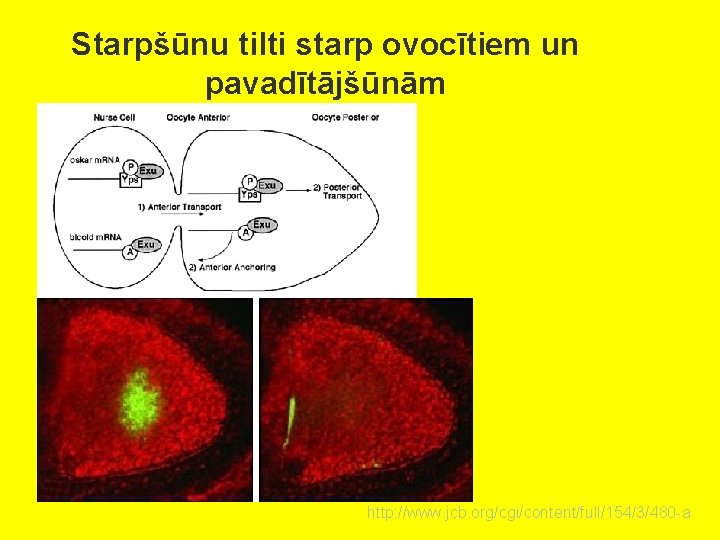 Starpšūnu tilti starp ovocītiem un pavadītājšūnām http: //www. jcb. org/cgi/content/full/154/3/480 -a 