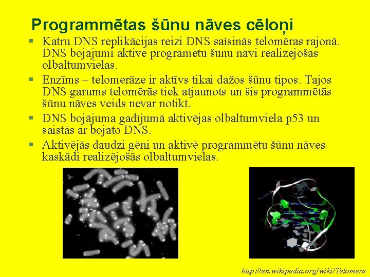 Programmētas šūnu nāves cēloņi § Katru DNS replikācijas reizi DNS saīsinās telomēras rajonā. DNS