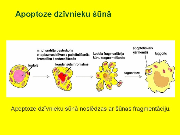 Apoptoze dzīvnieku šūnā noslēdzas ar šūnas fragmentāciju. 