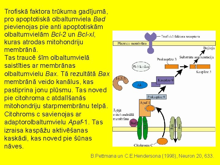 Trofiskā faktora trūkuma gadījumā, pro apoptotiskā olbaltumviela Bad pievienojas pie anti apoptotiskām olbaltumvielām Bcl-2