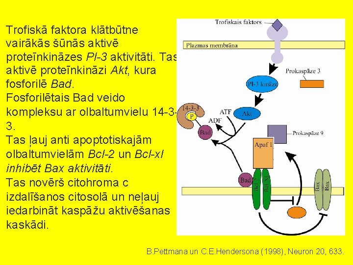 Trofiskā faktora klātbūtne vairākās šūnās aktivē proteīnkināzes Pl-3 aktivitāti. Tas aktivē proteīnkināzi Akt, kura