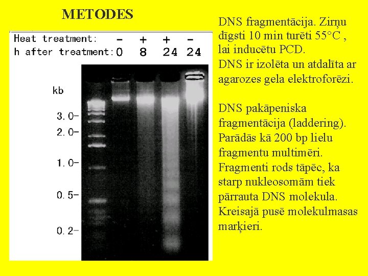 METODES DNS fragmentācija. Zirņu dīgsti 10 min turēti 55°C , lai inducētu PCD. DNS