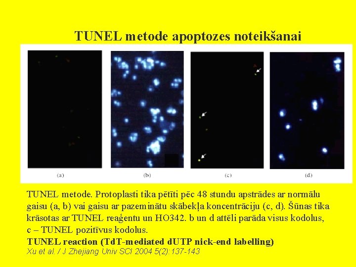 TUNEL metode apoptozes noteikšanai TUNEL metode. Protoplasti tika pētīti pēc 48 stundu apstrādes ar