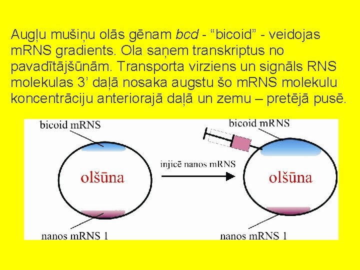 Augļu mušiņu olās gēnam bcd - “bicoid” - veidojas m. RNS gradients. Ola saņem