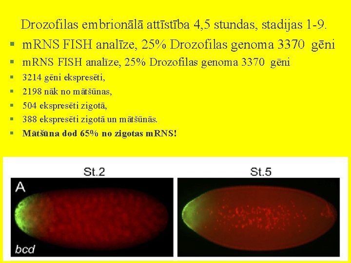 Drozofilas embrionālā attīstība 4, 5 stundas, stadijas 1 -9. § m. RNS FISH analīze,