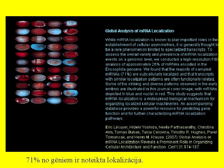 71% no gēniem ir noteikta lokalizācija. 