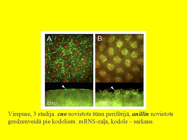 Virspuse, 3 stadija. cno novietots šūnu perifērijā, anillin novietots gredzenveidā pie kodoliem. m. RNS-zaļa,