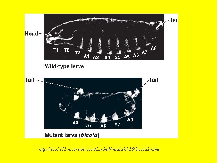 http: //bio 1151. nicerweb. com/Locked/media/ch 18/bicoid 2. html 