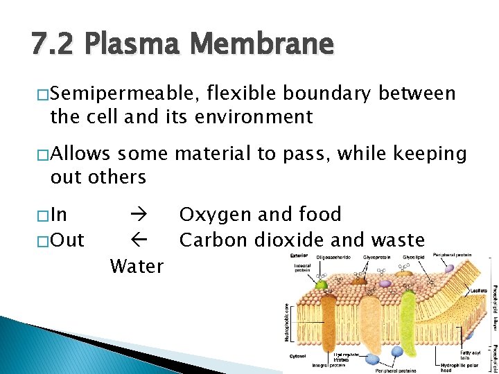 7. 2 Plasma Membrane � Semipermeable, flexible boundary between the cell and its environment