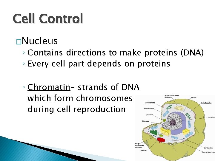Cell Control �Nucleus ◦ Contains directions to make proteins (DNA) ◦ Every cell part
