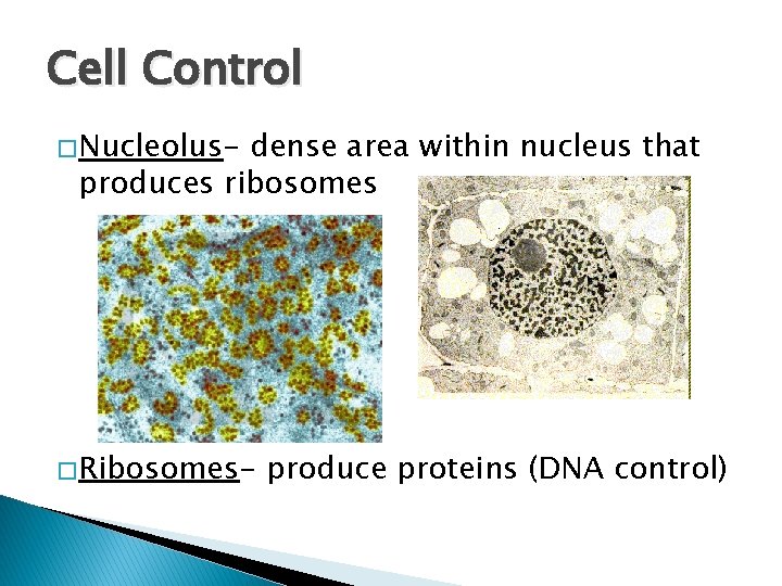Cell Control � Nucleolus- dense area within nucleus that produces ribosomes � Ribosomes- produce