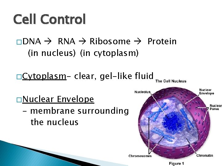 Cell Control � DNA Ribosome Protein (in nucleus) (in cytoplasm) � Cytoplasm� Nuclear, gel-like