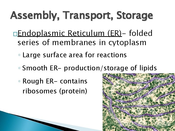 Assembly, Transport, Storage �Endoplasmic Reticulum (ER)- folded series of membranes in cytoplasm ◦ Large