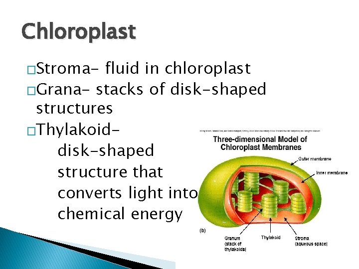 Chloroplast �Stroma- fluid in chloroplast �Grana- stacks of disk-shaped structures �Thylakoiddisk-shaped structure that converts