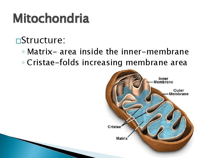Mitochondria �Structure: ◦ Matrix- area inside the inner-membrane ◦ Cristae-folds increasing membrane area 