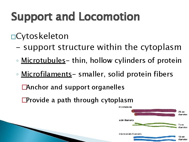 Support and Locomotion �Cytoskeleton - support structure within the cytoplasm ◦ Microtubules- thin, hollow