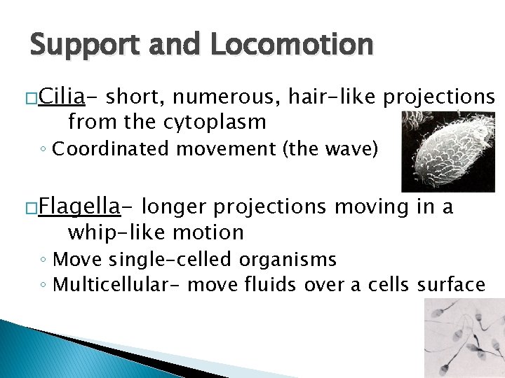 Support and Locomotion �Cilia- short, numerous, hair-like projections from the cytoplasm ◦ Coordinated movement
