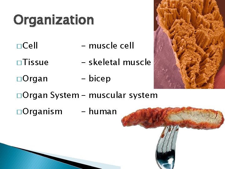 Organization � Cell - muscle cell � Tissue - skeletal muscle � Organ -