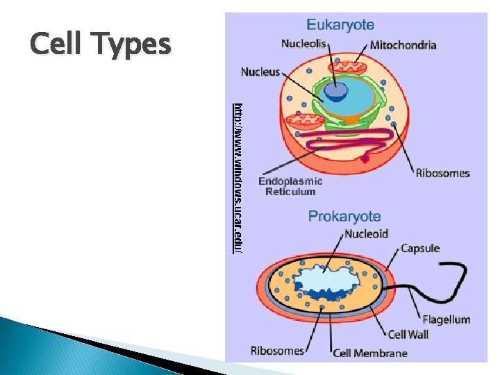 Cell Types 