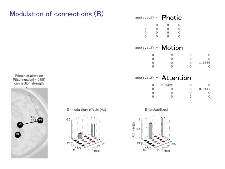 Modulation of connections (B) Photic Motion Attention 