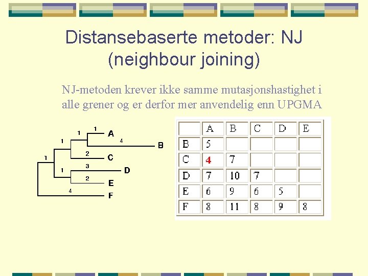 Distansebaserte metoder: NJ (neighbour joining) NJ-metoden krever ikke samme mutasjonshastighet i alle grener og