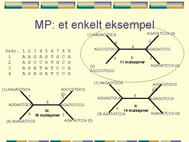 MP: et enkelt eksempel AGATATCCA (3) (1) AAGAGTGCA 2 4 Sekv. 1 2 3