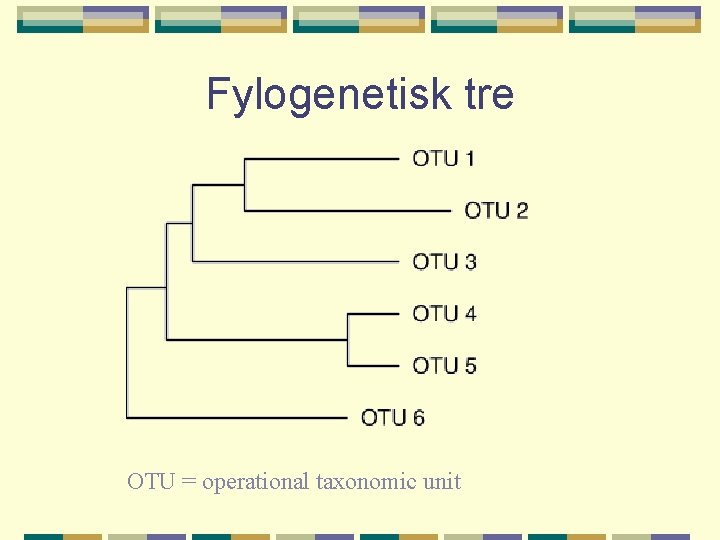 Fylogenetisk tre OTU = operational taxonomic unit 