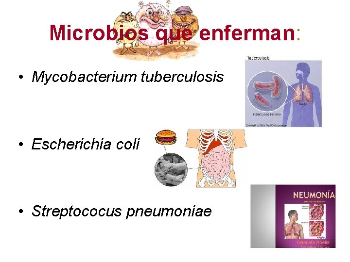 Microbios que enferman: • Mycobacterium tuberculosis • Escherichia coli • Streptococus pneumoniae 