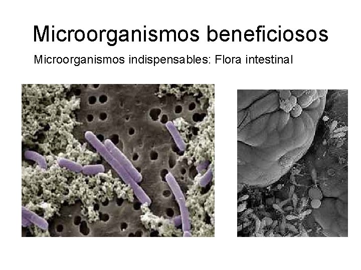 Microorganismos beneficiosos Microorganismos indispensables: Flora intestinal 