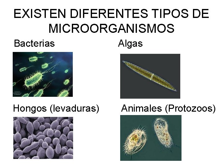 EXISTEN DIFERENTES TIPOS DE MICROORGANISMOS Bacterias Hongos (levaduras) Algas Animales (Protozoos) 