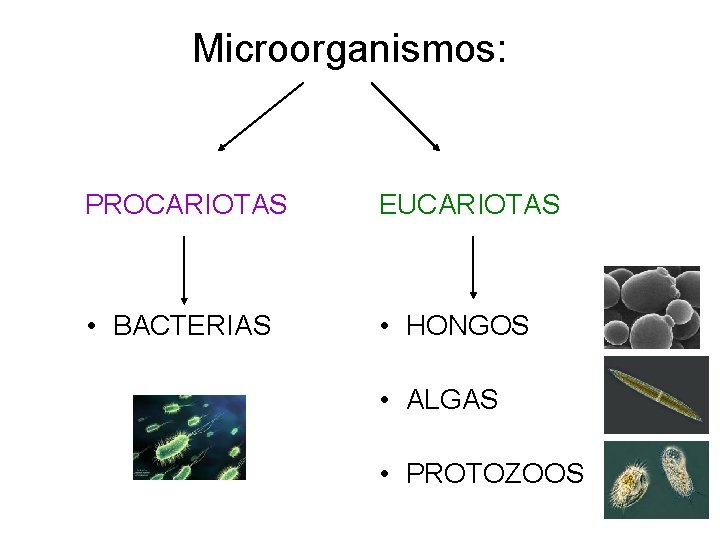 Microorganismos: PROCARIOTAS EUCARIOTAS • BACTERIAS • HONGOS • ALGAS • PROTOZOOS 