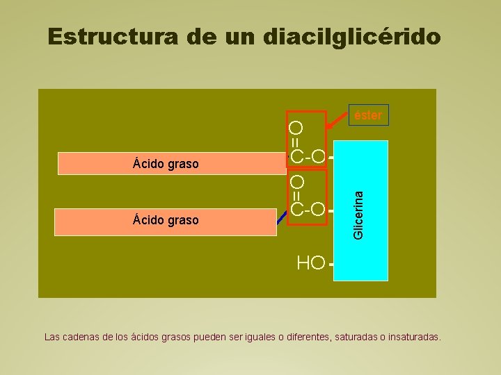 Estructura de un diacilglicérido éster = Ácido graso Glicerina = O C-O CH 2