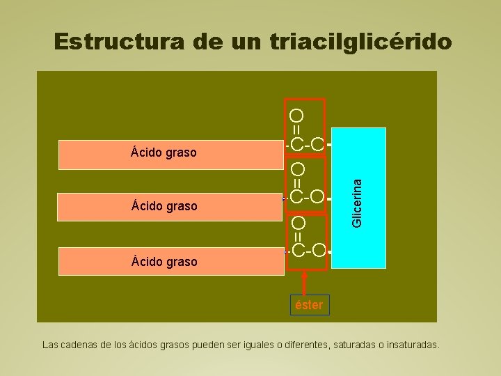 Estructura de un triacilglicérido = Ácido graso Glicerina = O -C-O CH 2 Ácido