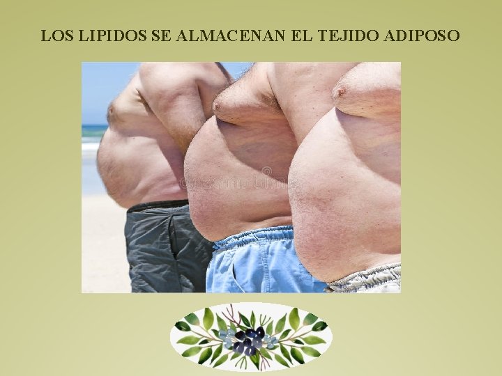 LOS LIPIDOS SE ALMACENAN EL TEJIDO ADIPOSO 