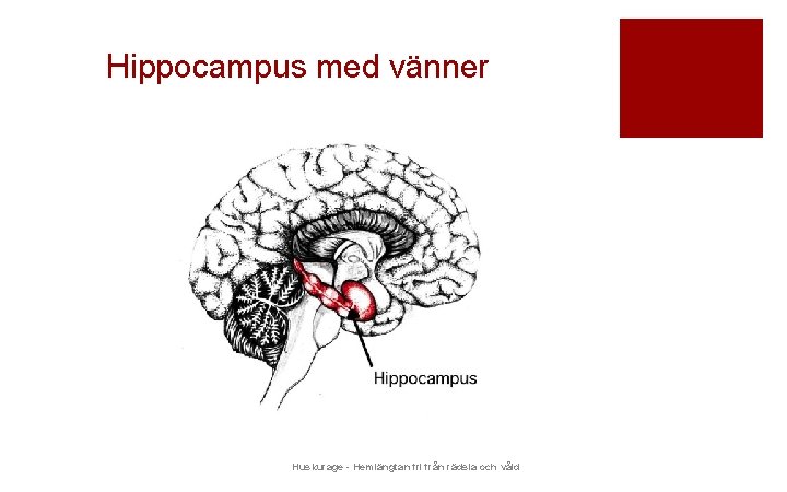 Hippocampus med vänner Huskurage - Hemlängtan fri från rädsla och våld 