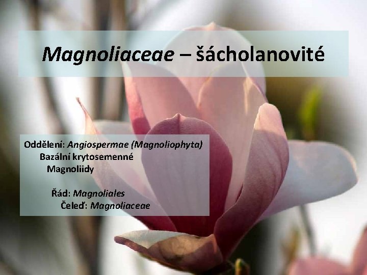 Magnoliaceae – šácholanovité Oddělení: Angiospermae (Magnoliophyta) Bazální krytosemenné Magnoliidy Řád: Magnoliales Čeleď: Magnoliaceae 