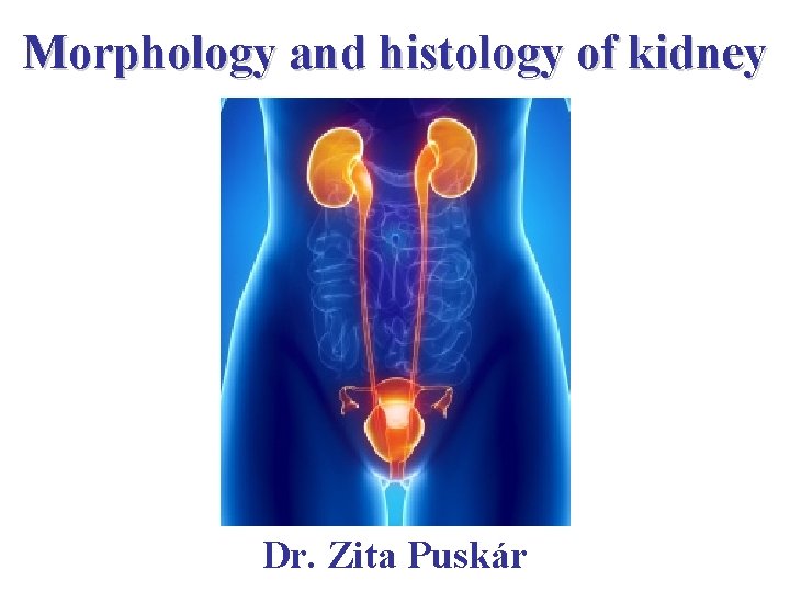 Morphology and histology of kidney Dr. Zita Puskár 