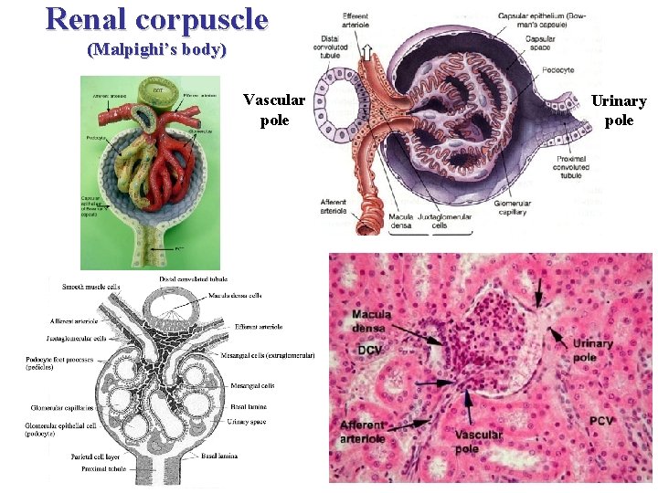 Renal corpuscle (Malpighi’s body) Vascular pole Urinary pole 
