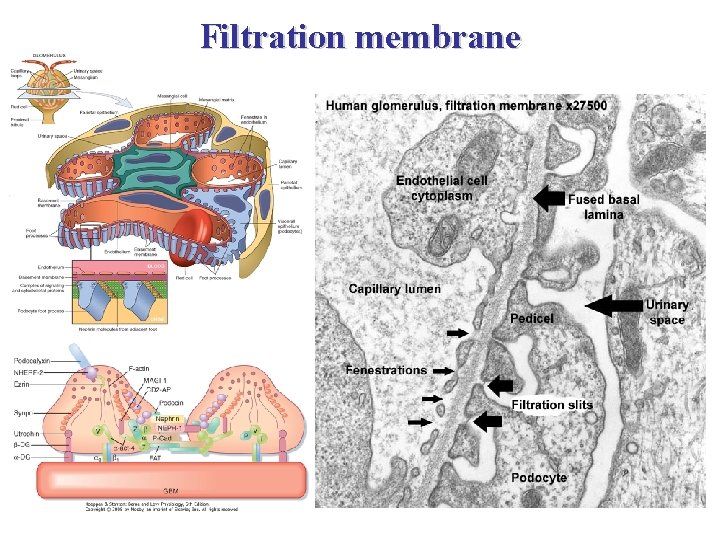 Filtration membrane 