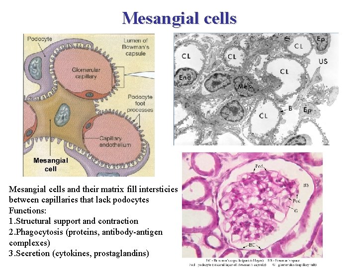 Mesangial cells and their matrix fill intersticies between capillaries that lack podocytes Functions: 1.