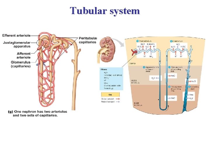 Tubular system 