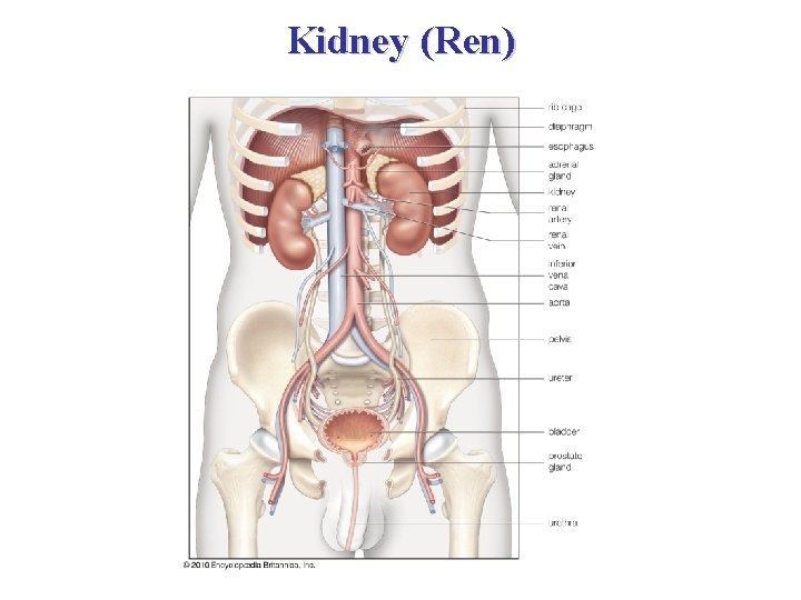 Kidney (Ren) 