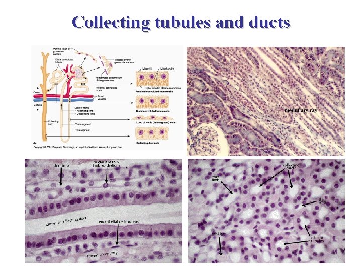 Collecting tubules and ducts 