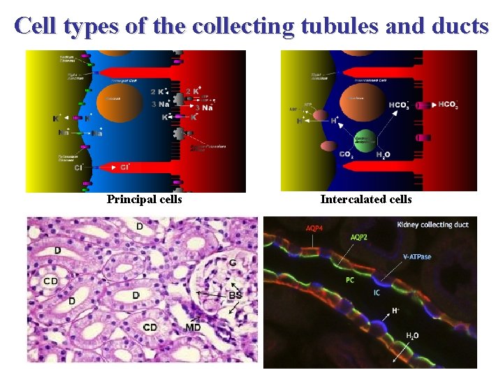 Cell types of the collecting tubules and ducts Principal cells Intercalated cells 