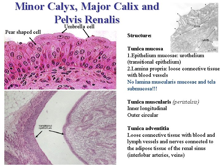 Minor Calyx, Major Calix and Pelvis Renalis Umbrella cell Pear shaped cell Structure: Tunica