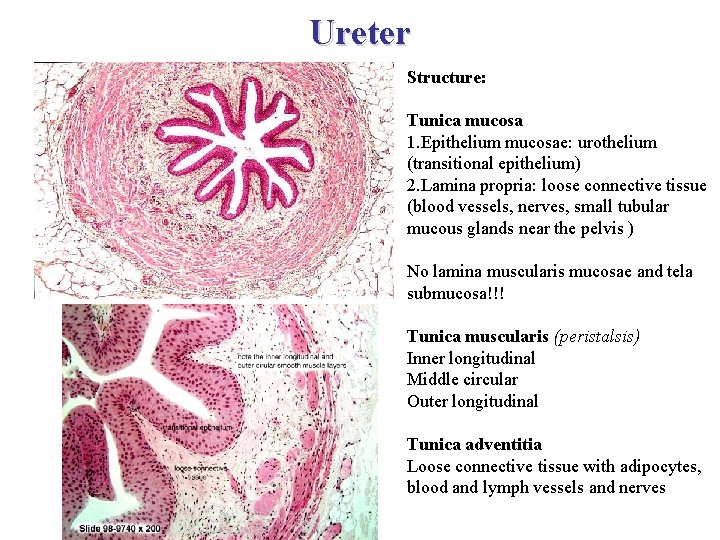 Ureter Structure: Tunica mucosa 1. Epithelium mucosae: urothelium (transitional epithelium) 2. Lamina propria: loose