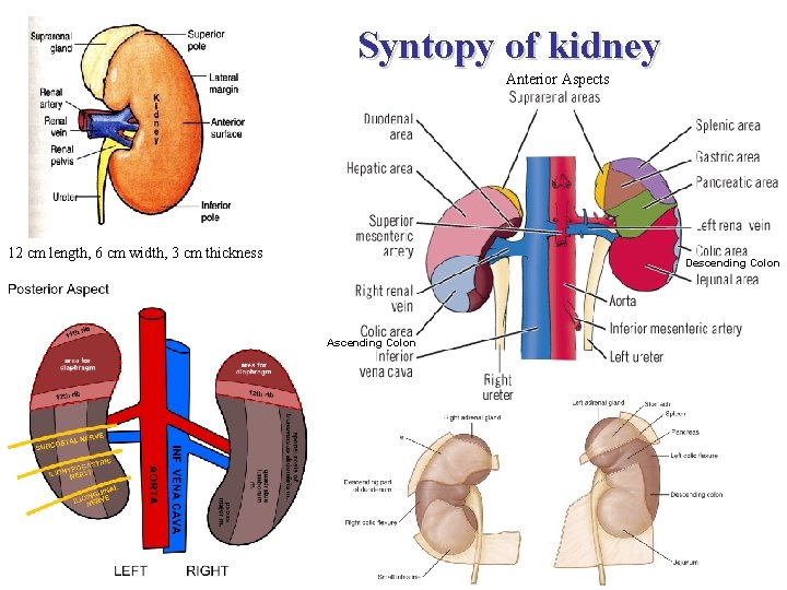 Syntopy of kidney Anterior Aspects 12 cm length, 6 cm width, 3 cm thickness