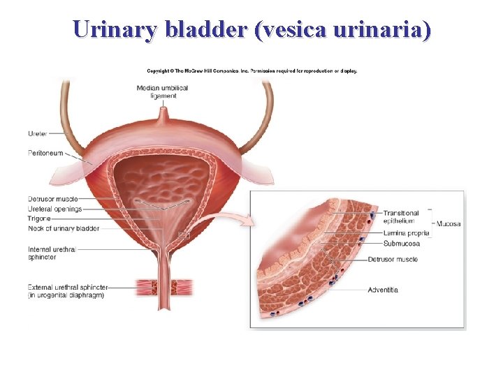 Urinary bladder (vesica urinaria) 